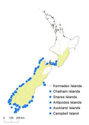 Asplenium obtusatum distribution map based on databased records at AK, CHR, OTA & WELT.
 Image: K. Boardman © Landcare Research 2017 CC BY 3.0 NZ